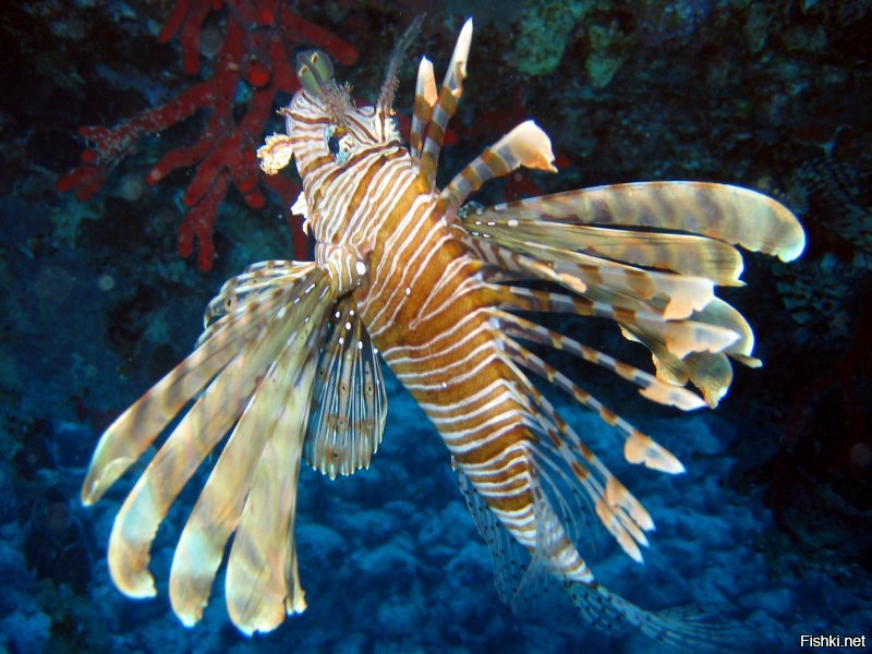 Крылатка, Red Sea. Тоже моя фотка