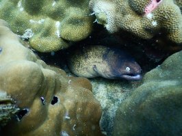 Мурена. Скат. Море не необычайно.,и мы там временные гости.