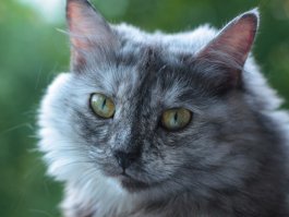 Моя красотка тоже жертва отбраковки. Сначала думали, что у нее переломанный хвост - потом ветеринар сказал, что это генетическая мутация. Т.е. заводчики заметили нестандарт и просто выкинули ее на улицу, подобрали ее на помойке, худую, облезлую, с порванным ухом и расстройством пищеварения. Теперь - это самая красивая, добрая и умная кошка на свете!