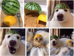 "Заведи кота, будет весело", говорили они: 25 котов, которым плевать на всё