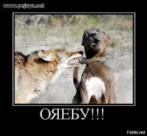 Похотливый пёс решил совокупиться с лошадью, но очень скоро пожалел об этом
