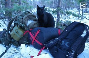 Российский Сэм со своим хозяином Владиславом ничуть не хуже