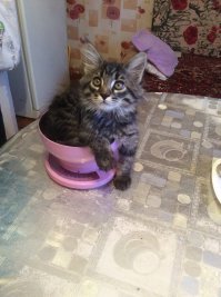 Контрольное взвешивание.