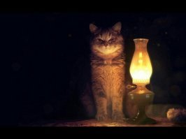 Коты – жидкость!