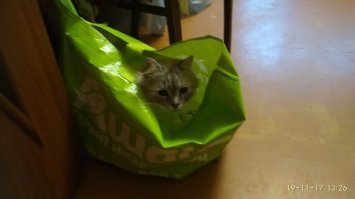 Коты – жидкость!