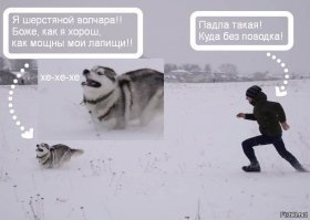 Хаски - удивительные собаки! 40 забавных хаски, которые покорят ваше сердце