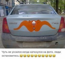 В Беларуси собака невзлюбила котов и французские машины