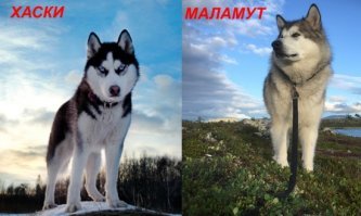 У хаски на лбу всегда рисунок в виде хера. И чем он ярче и точнее - тем лучше. А у маламута на лбу должно получаться бело сердечко. Просьба не путать!!!
Назначение:
Маламут (Перевозки тяжелых грузов с небольшой скоростью на значительные расстояния).
Хаски (Перевозка лёгких грузов на большие расстояния со значительной скоростью).