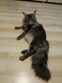 Красавчик! У нас тоже кун, и видимо наглость у них в крови))))