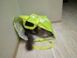 Коты – жидкость!