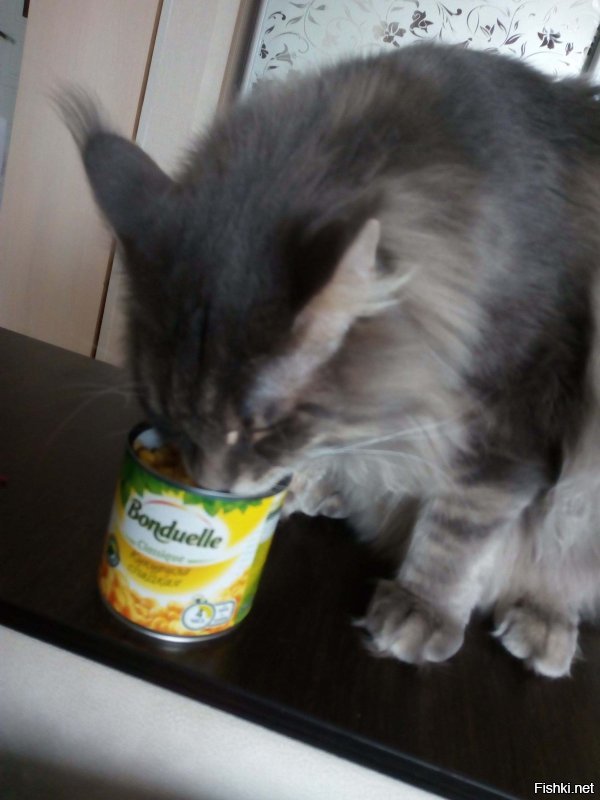 Красавчик! У нас тоже кун, и видимо наглость у них в крови))))