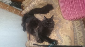 Коты,коты,коты....это моя слабость ...сам себе куна завёл, редкая наглая собака выросла!)))