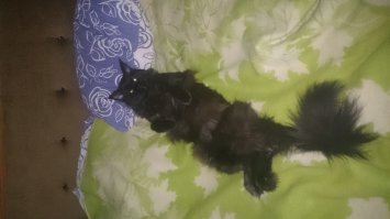 про кунов много мифов а так вот мой для сравнения