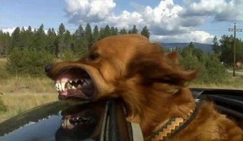 Люди до и после того, как фотограф напал на них с воздуходувкой