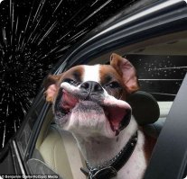 Люди до и после того, как фотограф напал на них с воздуходувкой