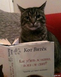 «ОН выбросил его из окна!» девушке пришлось убегать от хозяина с котом на руках