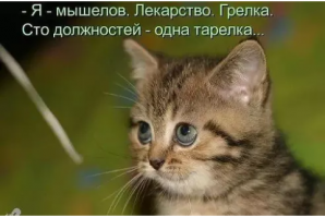 Коты – жидкость!