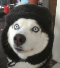 Хаски - удивительные собаки! 40 забавных хаски, которые покорят ваше сердце