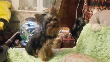 Crufts Dog Show 2018: крупнейшая в Европе выставка собак