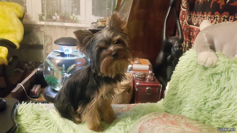 Crufts Dog Show 2018: крупнейшая в Европе выставка собак