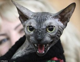Злобные милахи. 16 крошечных, милых и очень злых зверюшек