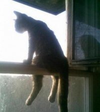 Коты , еще и не на такое способны: