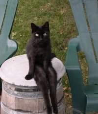 Коты , еще и не на такое способны: