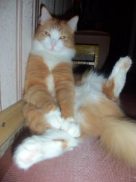 Персик. Кот моей мамы =)