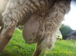 здоровенная жопа у твоей курицы