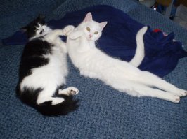 Ой, как мило! Такие лапулечки! А теперь поведаю вам, друзья мои, свою историю про 2 кота и 2 хвоста, соответственно. Взял я как то у родни котёнка, думал, что кот, оказалась кошка, ну да ладно, не суть, да и было это почти 12 лет назад. Через год с работы принёс котёнка абсолютно белого, но глухого, тоже девочка. Прижились они, старшая наверное считала её своей дочкой, вылизывала, а мелкая у неё насасывала соски, игрались, носились, лизались, короче идилия и любовь. Но как то ночью лет через 5-6 меня разбудили крики и кошачий ор с погоней по всей хате. Я так и не понял, что произошло, пока они спали, но скорее всего во сне одна на другую напала и теперь они при виде друг друга только орут воем и дерутся. С тех пор так и живут по разным комнатам за закрытыми дверьми. Ветеринар сказал, что они так делят территорию и не угомонятся, пока одна из них не подчиниться другой. Я не рискую особо их резко примирят, в итоге снова начинается драка, а в доме маленький ребенок. Усыплять после 12 лет не вариант, а старых кошек, или хотя бы одну никому не отдать. Автору видео желаю, чтобы такого у него никогда не произошло. На фото мои до того, как разосрались.