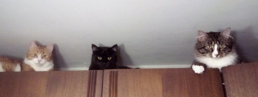 Мои 12 лапок - 3 хвоста и такую, как на видео, (даже похлеще) картину я вижу каждый день!:)