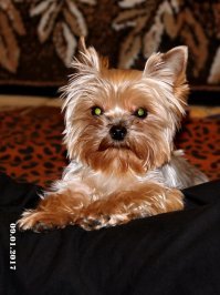 Crufts Dog Show 2018: крупнейшая в Европе выставка собак