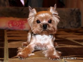 Crufts Dog Show 2018: крупнейшая в Европе выставка собак