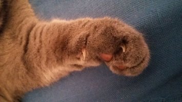 И запах кошки....