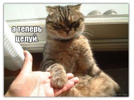 35 животных, которые ведут себя самым наглым образом, но здорово вас развеселят!