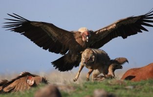 Изумительно. Обворожительно.

Андский кондор.