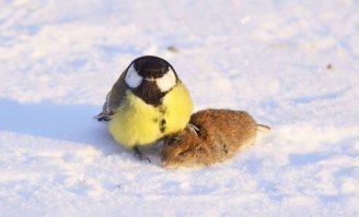 Чё каво!