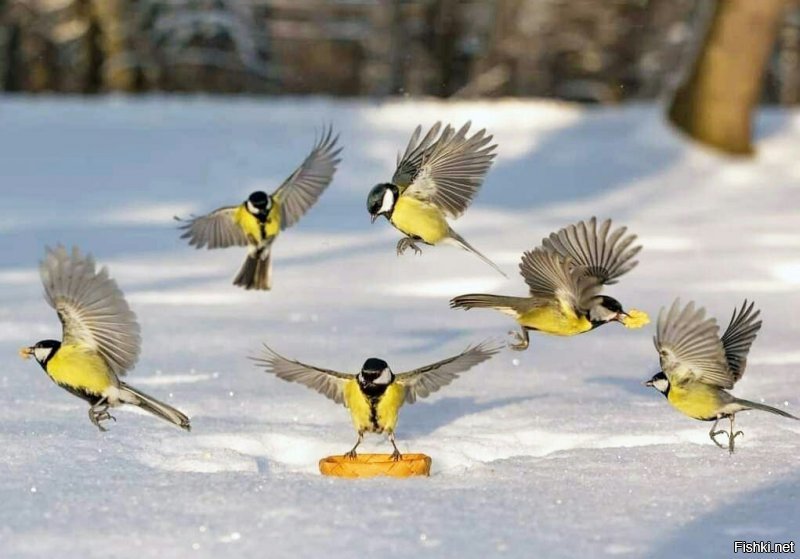 Красота птичьего полета