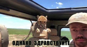 Турист проявил нехилое самообладание, когда в его джип заскочил взрослый гепард