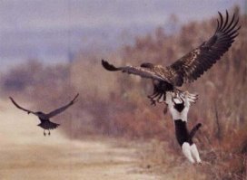 Красота птичьего полета