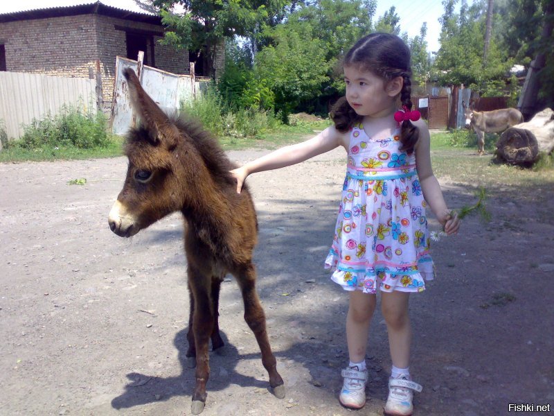 А это моя дочурка 10 лет назад с осликом.