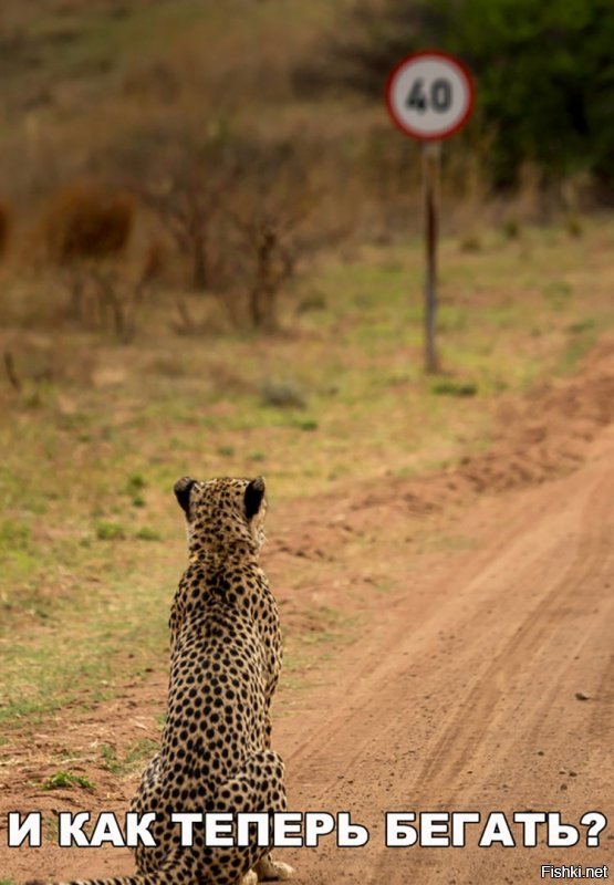 Турист проявил нехилое самообладание, когда в его джип заскочил взрослый гепард