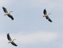 Пеликаны в Болгарии