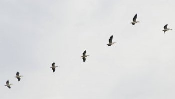 Пеликаны в Болгарии