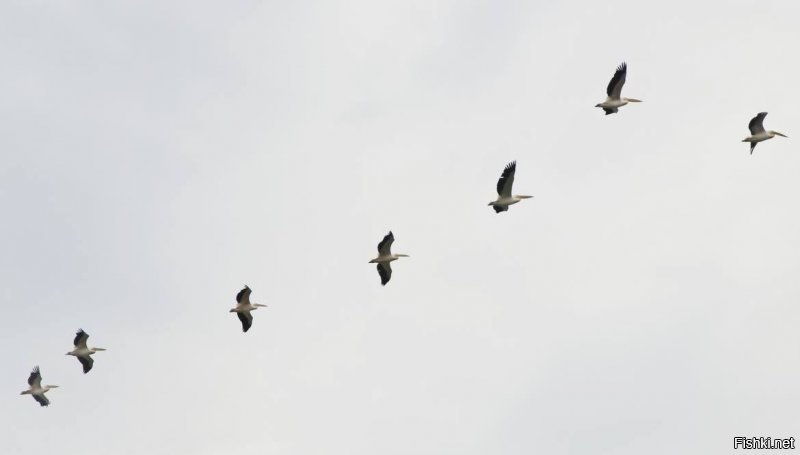 Пеликаны в Болгарии