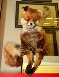 Это хер .я котики ..Здесь лиса у делали что мама лиса едва ли узнает . Вот посмотрите на это..Разве можно так?