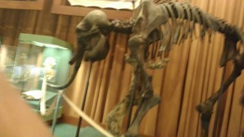 Привет! Первый раз в Заполярье я попал 10 июля 2017 (середина лета!). Когда прилетели в Норильск, запомнилось, что светило Солнце, но дул сильный пронизывающий ветер, было холодно, + 10. Ну и виды окружающие, конечно, удручали... Куда ни глянь (нас отвезли в гостиницу в Дудинку) всюду тундра до горизонта, ни деревца... Но в целом Дудинка и порт оставили доброе впечатление. Поразили масштабы строительства. Ещё поразила железная дорога. Самая северная замкнутая. Были в музее Таймыра. Очень интересная экспозиция. Но больше всего, на следующее утро, когда стих ветер, я обалдел от размера и кровожадности местных комаров! Как кони! Такое ощущение, что они просто едят тебя, а что не доели могут внести в тундру и там доесть :) Сделал для себя вывод: работать я бы туда приехал, но жить бы там не смог. Хотя 4-х комнатную квартиру там можно купить за 800  т.р... Короче не мое это!

Фото с той командировки.