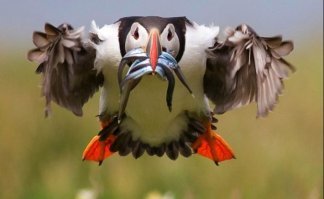 Красота птичьего полета