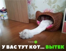 жил да был жидкий кот за углом
протекал жидкий кот день за днем
только песня совсем не о том,
как болел энурезом кот Том

	говорят, не повезёт, 
	если жидкий кот случайно утечет 
	и опять, словно компот, 
	растекается по полу жидкий кот

даже с кошкой своей же коту
было петь песни невмоготу
только песня совсем не о том,
как у Тома был с кошкой облом

	говорят, не повезёт, 
	если жидкий кот случайно утечет 
	и опять, словно компот, 
	растекается по полу жидкий кот

жидким был от хвоста до ушей,
не боялся ни блох он, ни вшей
только песня совсем не о том,
как никто не брал Тома в свой дом

	говорят, не повезёт, 
	если жидкий кот случайно утечет 
	и опять, словно компот, 
	растекается по полу жидкий кот

вот случайно затёк в чей-то дом
кормят, поят и гладят его-м
да и песенка, в общем, о том
как прекрасно быть жидким котом

	говорят, не повезёт, 
	если жидкий кот случайно утечет 
	и опять, словно компот, 
	растекается по полу жидкий кот

(Anthon )