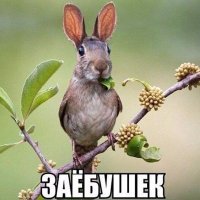 Ученым удалось скрестить орангутанга с пандой